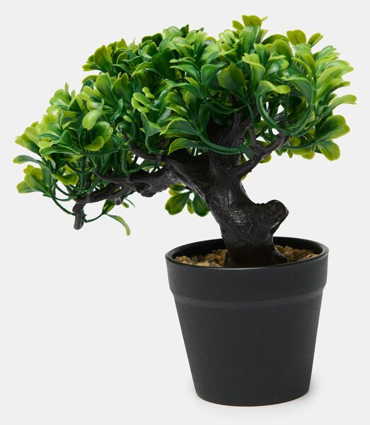 Sinsay - Dísznövény cserépben – bonsai fa - zöld
