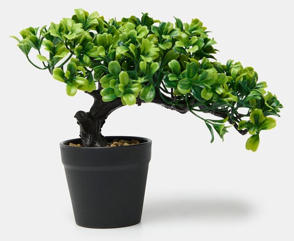 Sinsay - Dísznövény cserépben – bonsai fa - zöld
