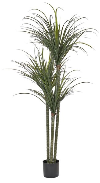 Műnövény DRACAENA ANITA 198 cm Zöld