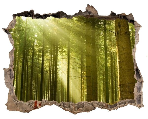Fali matrica lyuk a falban Egy fenyves erdőben