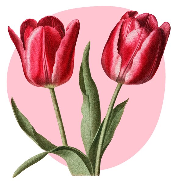PIPPER. Textil falmatrica "Tulipánok"