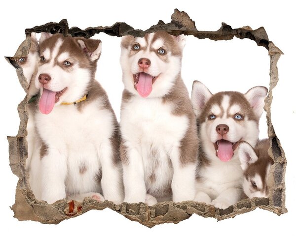 Fali matrica lyuk a falban Husky kiskutyák