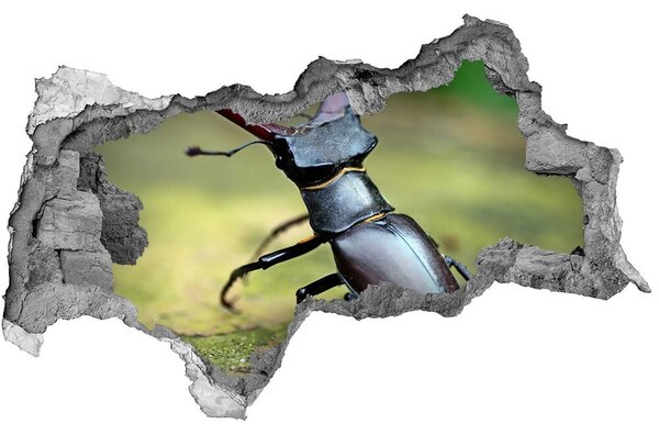 3d fali matrica lyuk a falban Bogár
