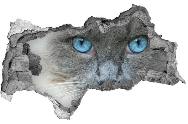3d lyuk fal dekoráció Cat kék szem
