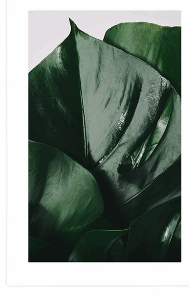 Poszter paszpartuval, monstera levél