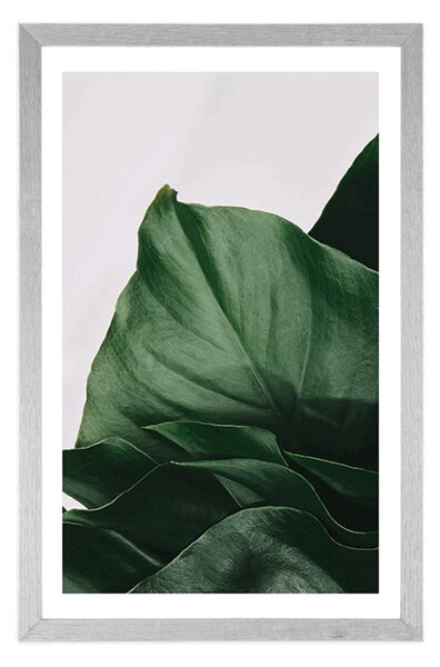 Poszter paszpartuval: elbűvölő monstera levél