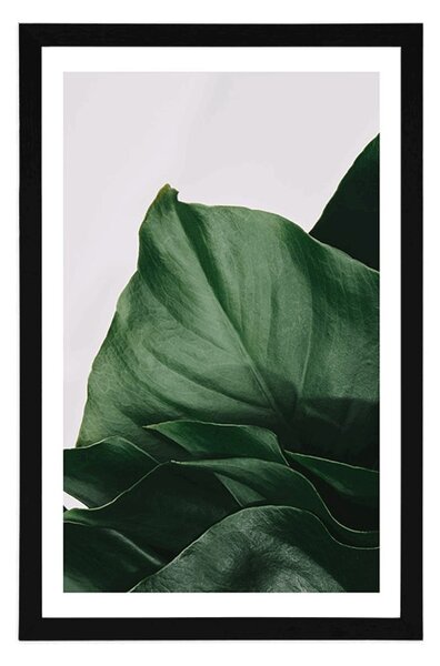 Poszter paszpartuval: elbűvölő monstera levél