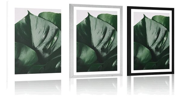 Poszter paszpartuval, monstera levél