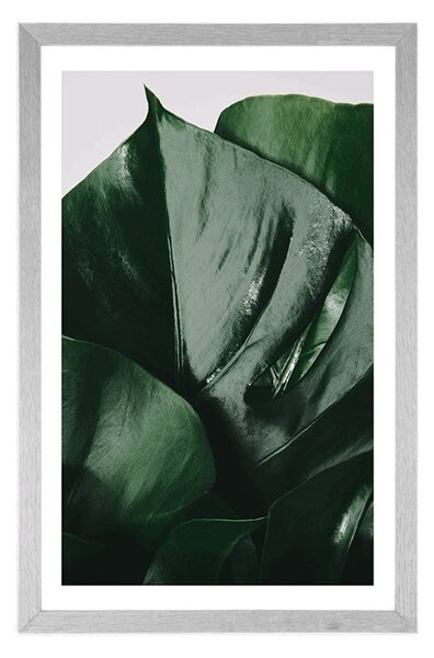 Poszter paszpartuval, monstera levél