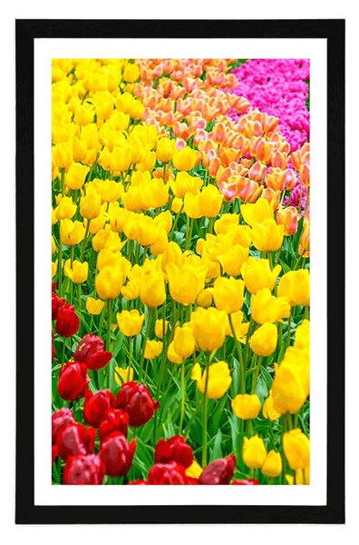Poszter paszpartuval - Tulipánokkal teli kert