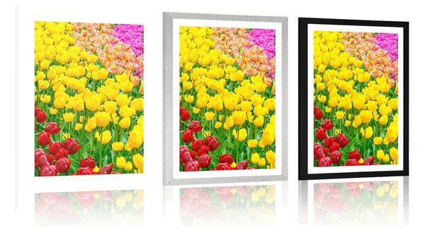 Poszter paszpartuval - Tulipánokkal teli kert