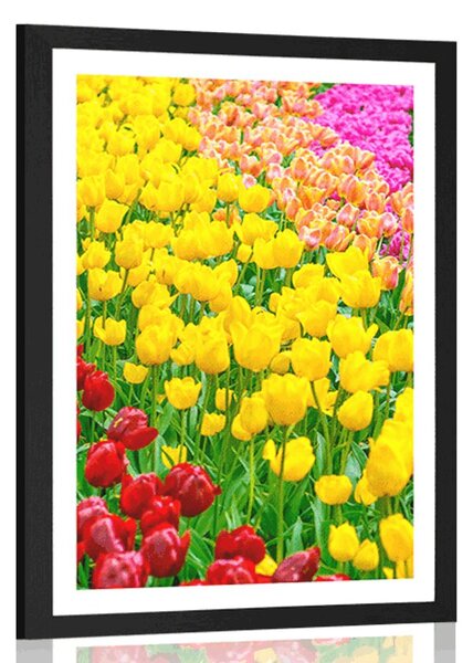 Poszter paszpartuval - Tulipánokkal teli kert