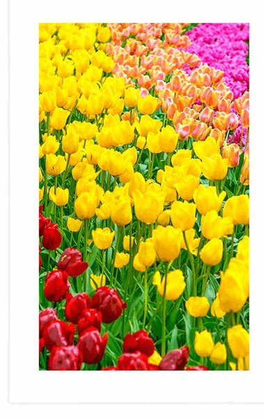 Poszter paszpartuval - Tulipánokkal teli kert