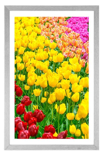 Poszter paszpartuval - Tulipánokkal teli kert
