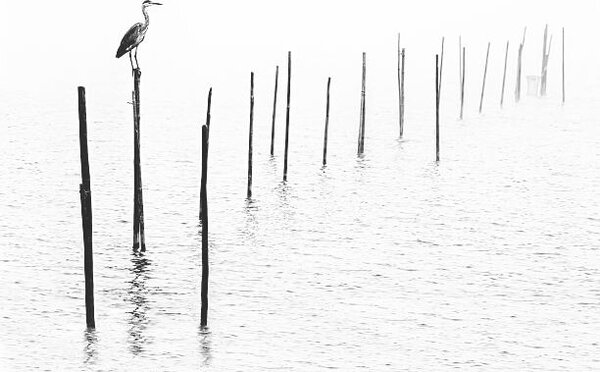 Fotográfia Gray heron sitting on pole of fish trap in fog, RelaxFoto.de