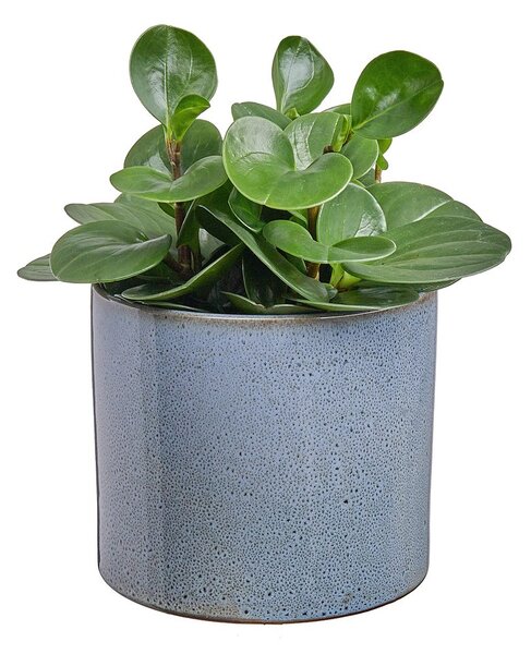 GLAZE kaspó, zöld Ø17cm