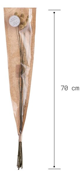 FLOWER MARKET szárított dobverővirág, sárga 70cm