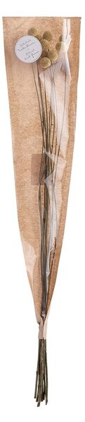 FLOWER MARKET szárított dobverővirág, sárga 70cm