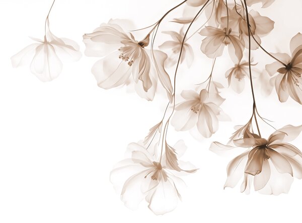 Fotótapéta Bézs virágok áttetsző szirmokkal lógnak egy ágról, bézs és fehér,, Fotótapéta erdő, Fotótapéta erdő fák, w08911v1 : Uwalls.hu