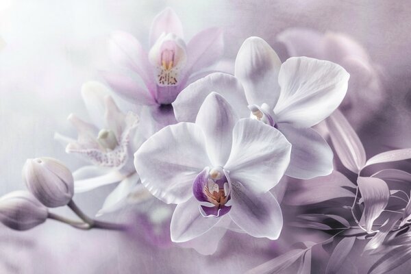 Fotótapéta Fehér és lila finom orchidea virágok, lágy megvilágítás és elmosódott, Fotótapéta virágok és növények, w09155 : Uwalls.hu