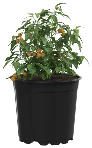 Virág Cserép 50 pcs Fekete Ø 15 x 13 cm Műanyag