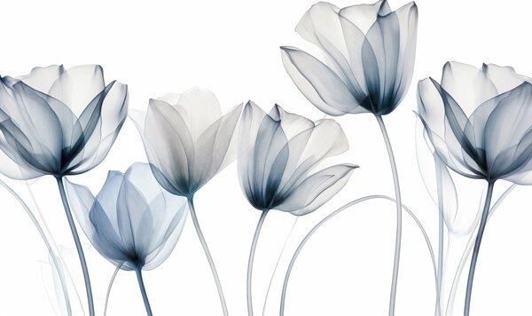 Fotótapéta Átlátszó kék és fehér tulipánvirágok hosszú szárakkal, világos háttér előtt,, Fotótapéta virágok és növények, w09538 : Uwalls.hu