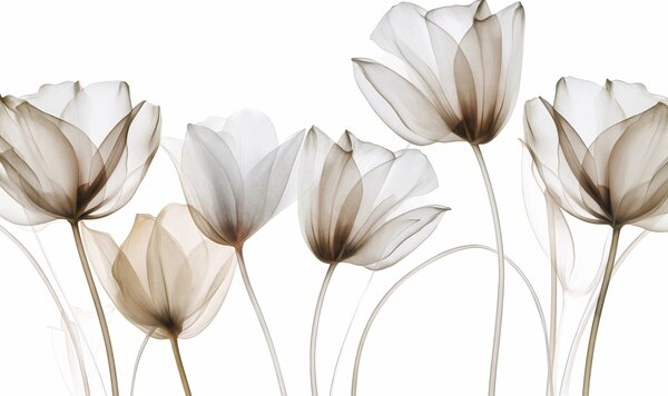 Fotótapéta Átlátszó barna és fehér tulipánvirágok hosszú szárakkal, világos háttér, Fotótapéta virágok és növények, w09538v1 : Uwalls.hu