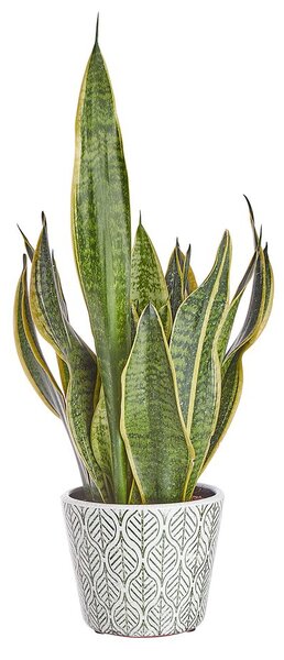 EVERGREEN kaspó, zöld levelek Ø14cm