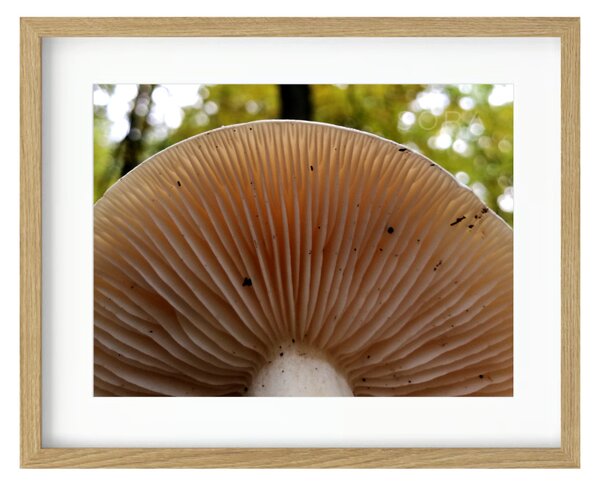 Sárgulótejű tejelőgomba fotográfia falikép
