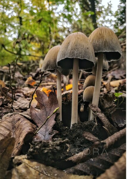 Kerti tintagomba 1 fotográfia falikép