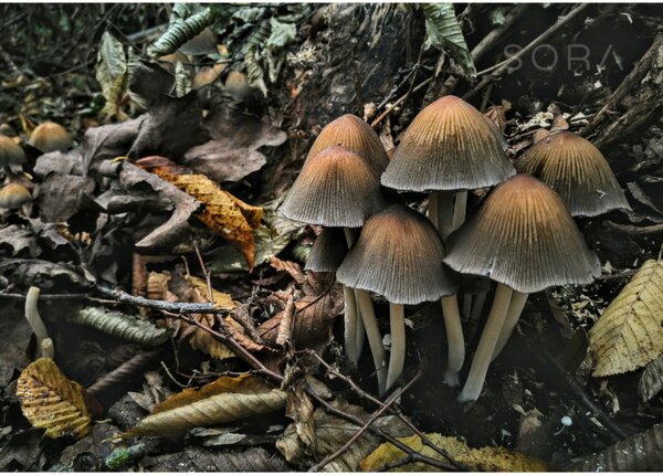 Kerti tintagomba 2 fotográfia falikép