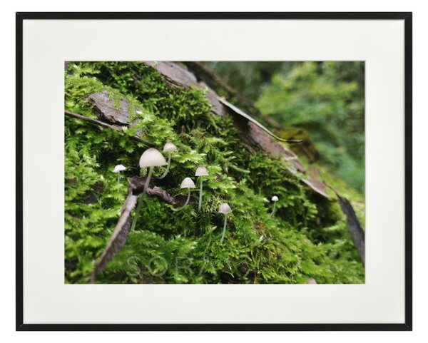 Fehértejű kígyógomba 2 fotográfia falikép