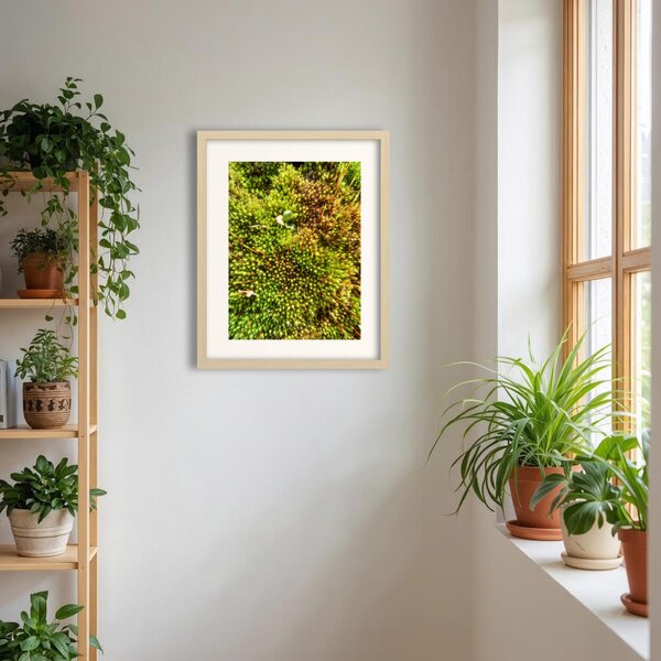 Kompakt tőzegmoha fotográfia falikép
