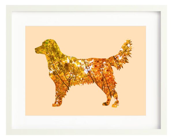 Golden retriever fotógrafika nyomat falikép