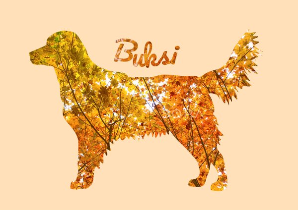 Golden retriever fotógrafika falikép saját névvel