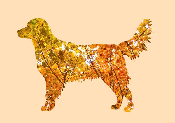 Golden retriever fotógrafika nyomat falikép