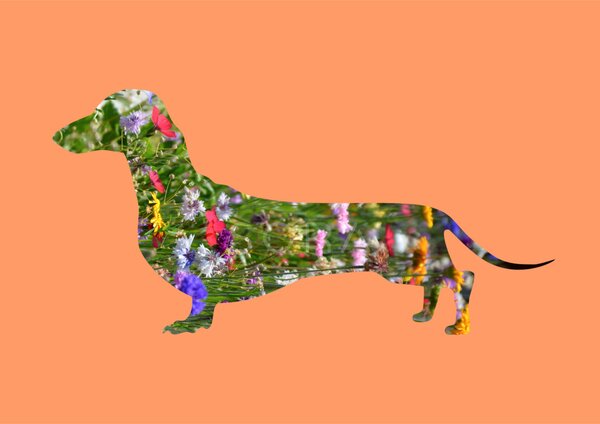 Tacskó fotógrafika nyomat falikép