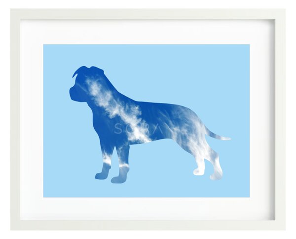 Amerikai staffordshire terrier terrier fotógrafika nyomat falikép