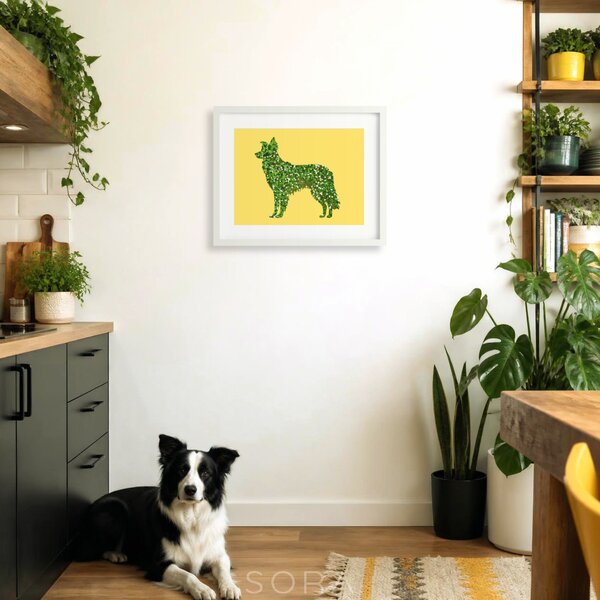 Border collie fotógrafika nyomat falikép