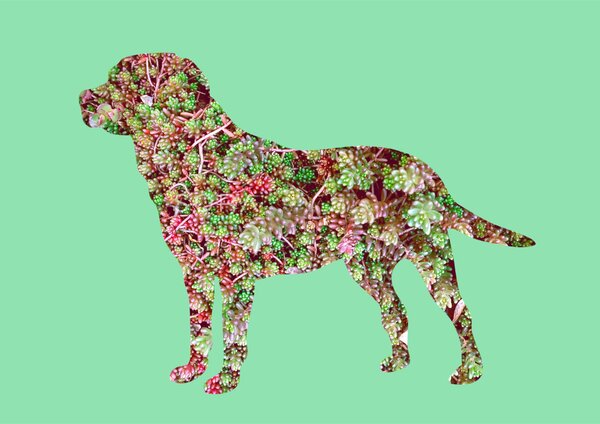 Labrador fotógrafika nyomat falikép