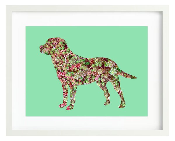 Labrador fotógrafika nyomat falikép