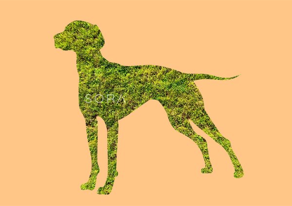 Magyar vizsla fotógrafika nyomat falikép