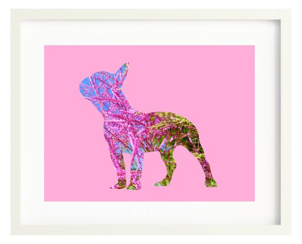 Francia bulldog fotógrafika nyomat falikép