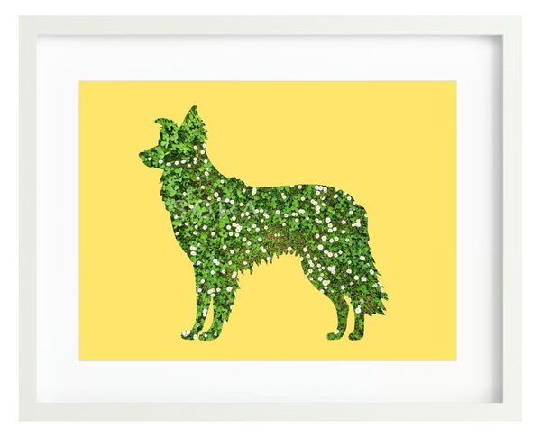 Border collie fotógrafika nyomat falikép