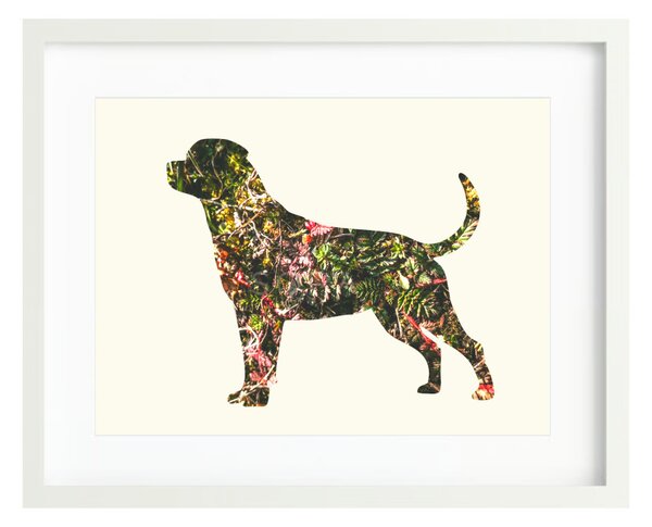 Rottweiler fotógrafika nyomat falikép