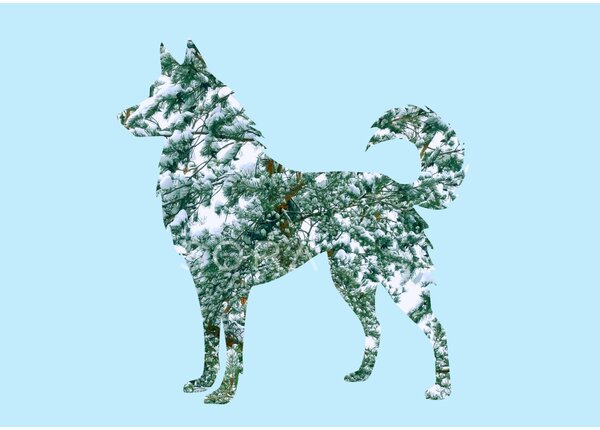Husky fotógrafika nyomat falikép