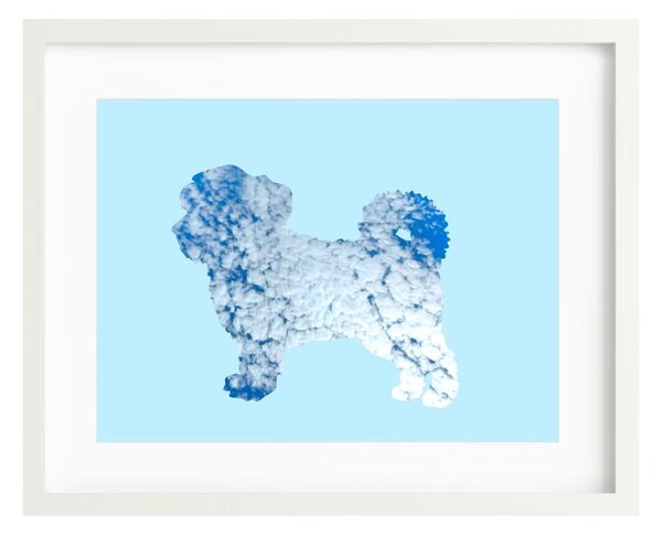 Havannai pincs fotógrafika nyomat falikép