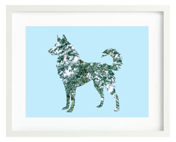 Husky fotógrafika nyomat falikép