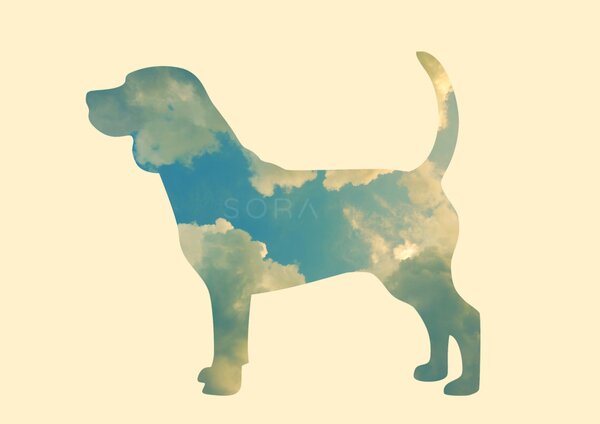 Beagle fotógrafika nyomat falikép