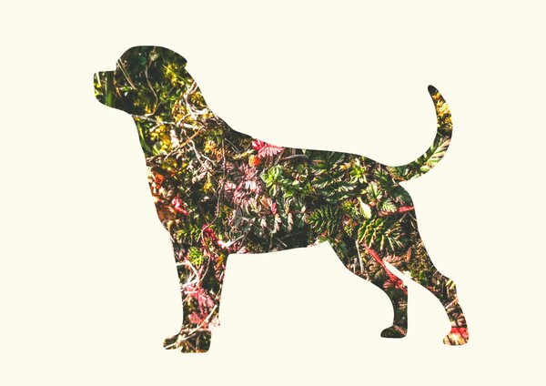 Rottweiler fotógrafika nyomat falikép